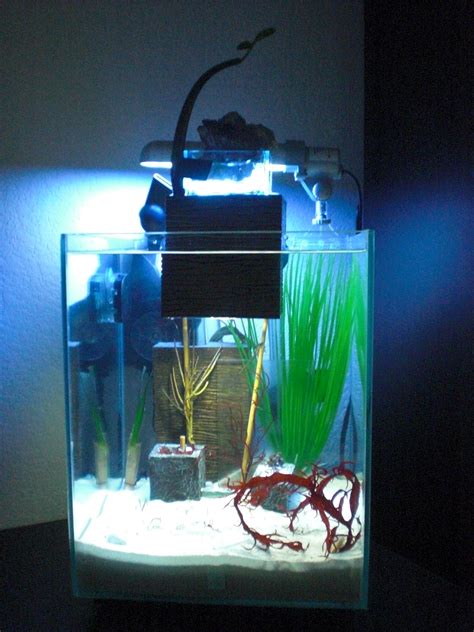 Fluval Chi Dwarf Seahorse Tank - Seahorse Keeping - Austin Reef Club