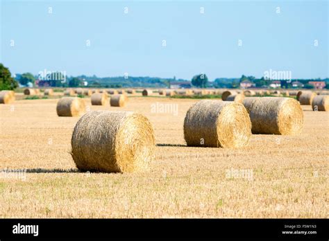 A Stubble Field With Round Straw Bales Stock Photo Alamy