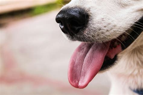 Closeup Photo of Dog Showing Tongue · Free Stock Photo