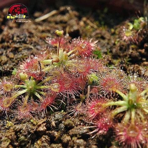 Compre agora a planta carnívora Drosera Pigmeia Allantostigma Envio