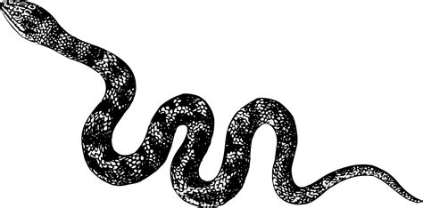 Snake Vector Png At Getdrawings Free Download