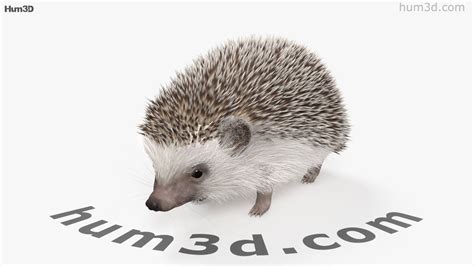 360 View Of Hedgehog 3d Model Hum3d Store