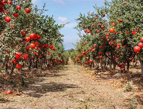 How To Grow And Care For Pomegranate Trees A Comprehensive Guide