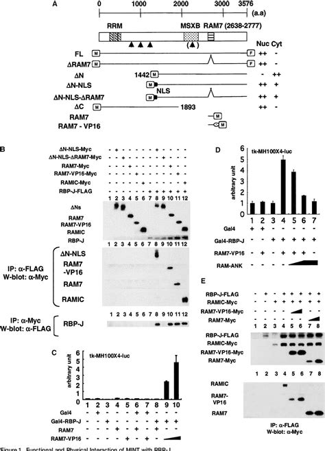 Figure 1 From Regulation Of Marginal Zone B Cell Development By Mint A