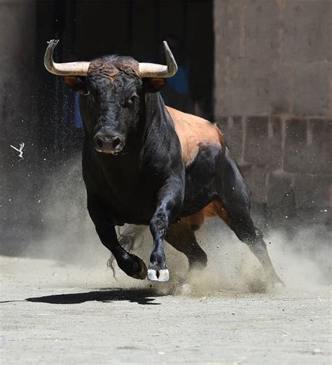 Best Spanish Bull Stock Photos, Pictures & Royalty-Free Images - iStock