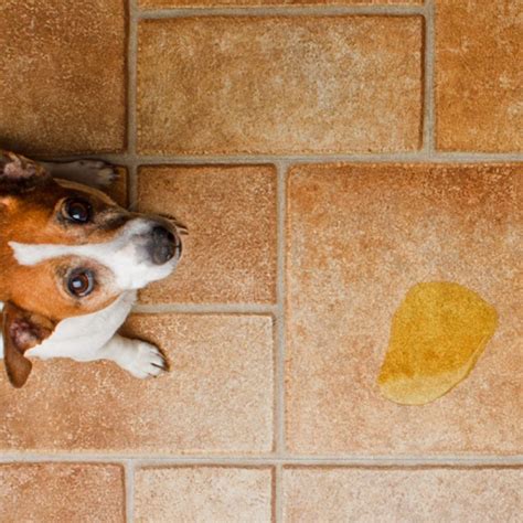 Como Ensinar O Cachorro A Fazer As Necessidades No Jornal Aprenda