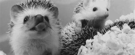 hedgehog cute gif | WiffleGif