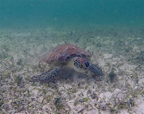 Green Turtles And Seagrasses Saving Wildlife