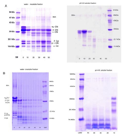 Sodium Dodecyl Sulfate Polyacrylamide Gel Electrophoresis Sds Page