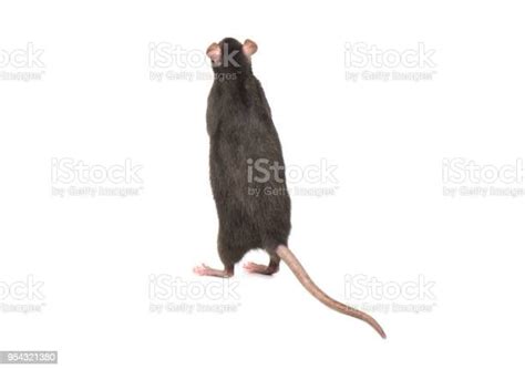 Rat Stands On Hind Legs Stock Photo Download Image Now Animal