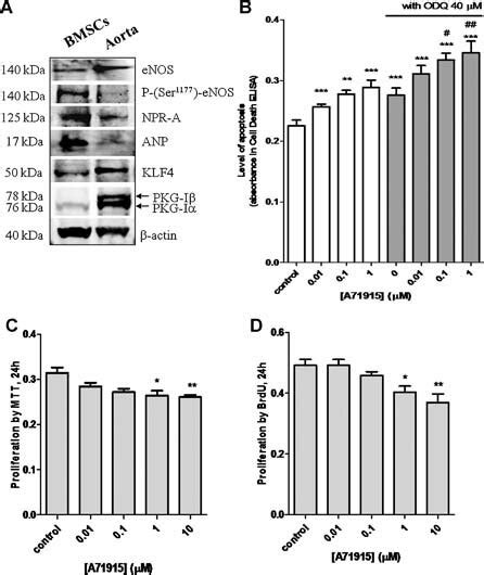 A Western Blot Analysis Of The Expression Of Enos Phosphorylation Of Download Scientific