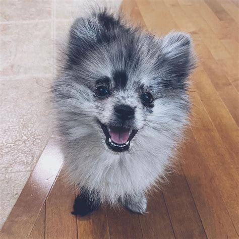 Blue Merle Pomeranian