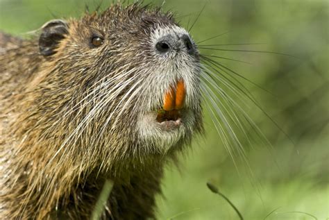 Coypu - Facts, Habitat, Diet, Life Cycle, Pictures, and More