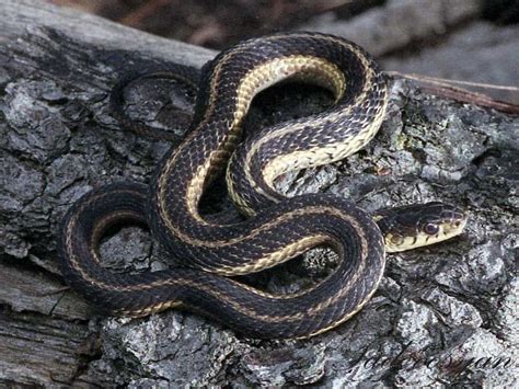 Animal Showcase Common Garter Snake • Camp Kawartha