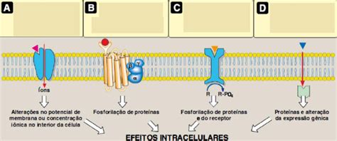 Unicesumar Atividade Fundamentos De Farmacologia O