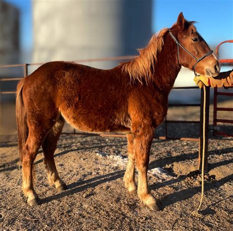 Draft Horses, Carriages & Antiques | Kalona Sales Barn
