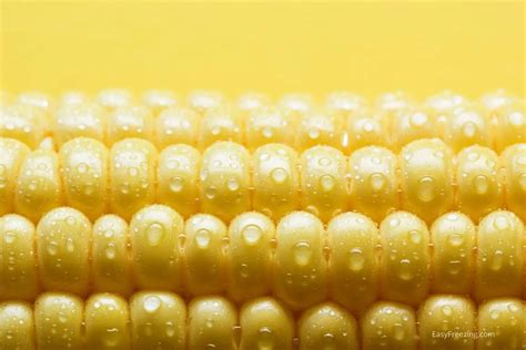 How To Freeze Fresh Sweet Corn Quick Guide Easy Freezing