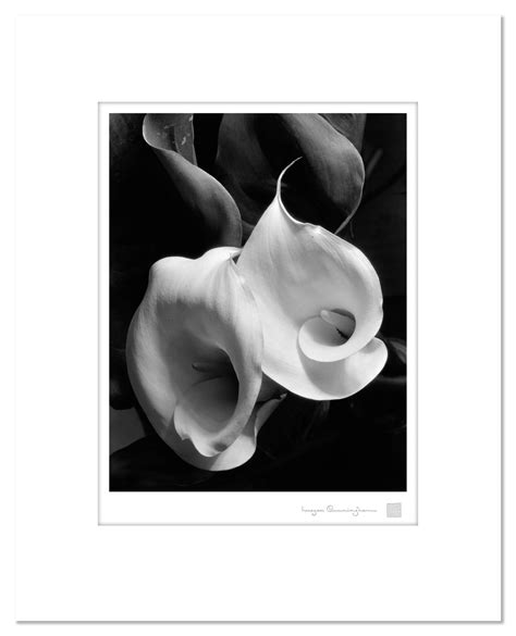 Imogen Cunningham Two Callas About 1925 Imogen Cunningham Official Site