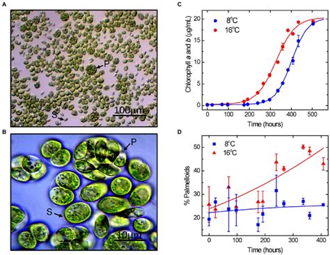 Light Microscope Images Of Chlamydomonas Priscuii Cultures At 100x A