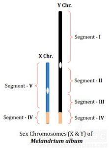 Chromosomal Mechanism Of Sex Determination Online Biology Notes