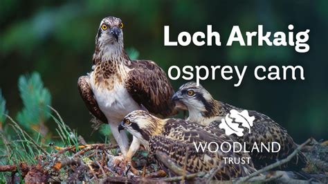 Female Osprey Arrives Back At Nest Loch Arkaig Osprey Cam 2020