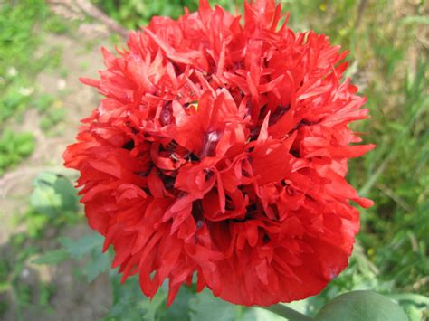 Poppy Somniferum Scarlet Red Peony Flowers Premier Seeds Direct Ltd