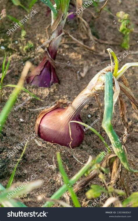 Fertilizer Inputs Onion Stock Photos - 54 Images | Shutterstock