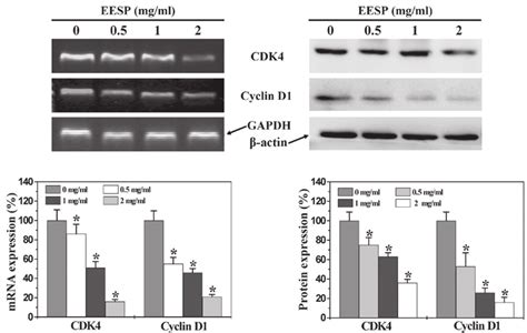 Effect Of Eesp On Cdk4 And Cyclin D1 Expression In Ht 29 Cells The