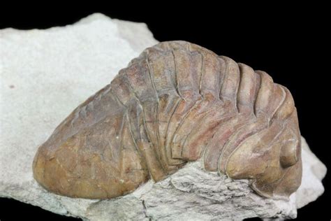 Unusual, 2.7" Delphasaphus Trilobite - Russia (#74037) For Sale - FossilEra.com