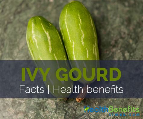 Ivy Gourd Facts Health Benefits And Nutritional Value