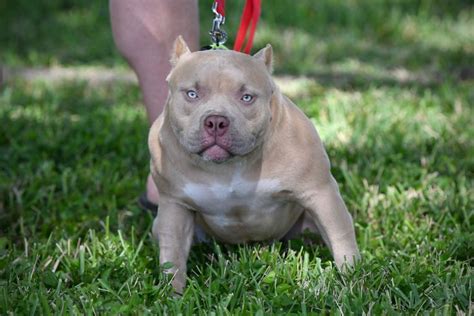 TRI COLOR POCKET BULLY BREEDER | BLUE, LILAC, CHAMPAGNE & CHOCOLATE ...