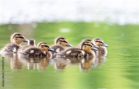 Cute ducklings Stock Photo | Adobe Stock