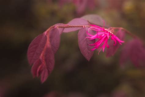 8 Shrubs That Have Red Leaves All Year Harpers Nurseries