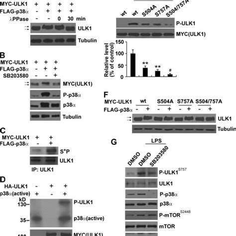 Lps Inhibits Autophagy In Bv2 Cells Through P38α Mapk A P38 Mapk