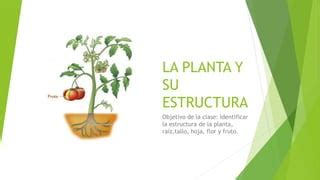 Las Partes De Las Plantas Pptx