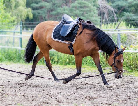 Horse Lunging Equipment