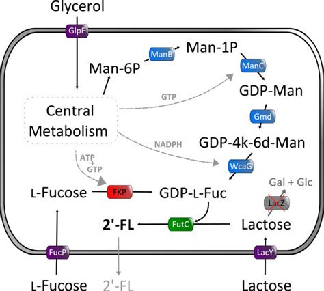 Metabolic Pathways For The Whole Cell Biosynthesis Of 2′ Fucosyllactose