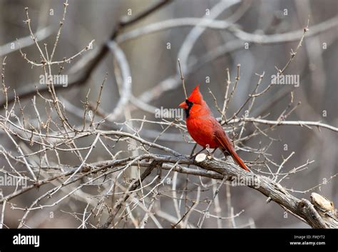 Northern Cardinal Montreal Quebec Canada Stock Photo Alamy