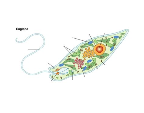 Euglena Diagram Diagram Quizlet