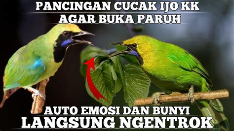 Pancingan Cucak Ijo Kepala Kuning Agar Gacor Hanya Beberapa Menit