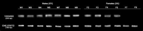 Agarose Gel Electrophoresis Of Pcr Products In The Validation Test Of Download Scientific