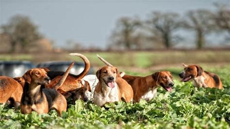 Única Raza De Perro Originaria De Colombia El Sabueso Fino Colombiano