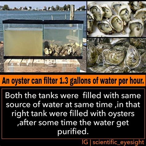 Oyster Filtration Video Artofit