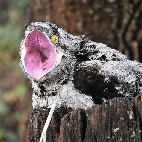 Bird Mouths Are Terrifying Weird Birds Potoo Bird Nocturnal Birds