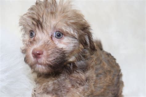 Havanese — Tucker Family Pets