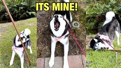 Meeka The Husky Finds A Giant Stick And Freaks Out 👀😂 Youtube