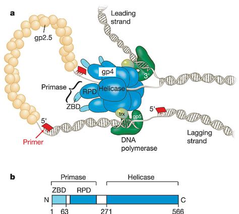 The T7 Replication Fork A The Bacteriophage T7 Replisome Consists Of Download Scientific