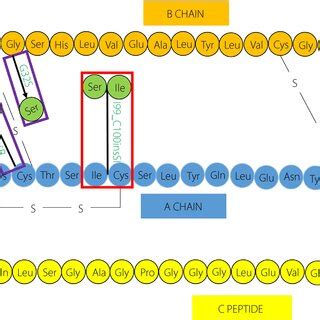 Diagram Representing The Human Proinsulin Molecule Showing The Location