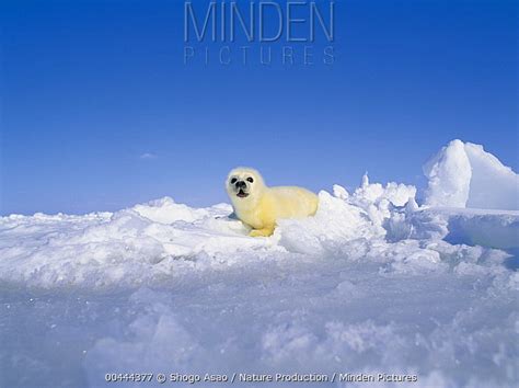 Harp Seal Stock Photo Minden Pictures