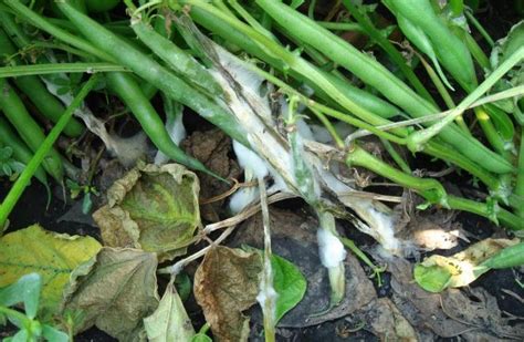 White Mold In Your Garden [identify Prevent And Treat] Complete Gardering